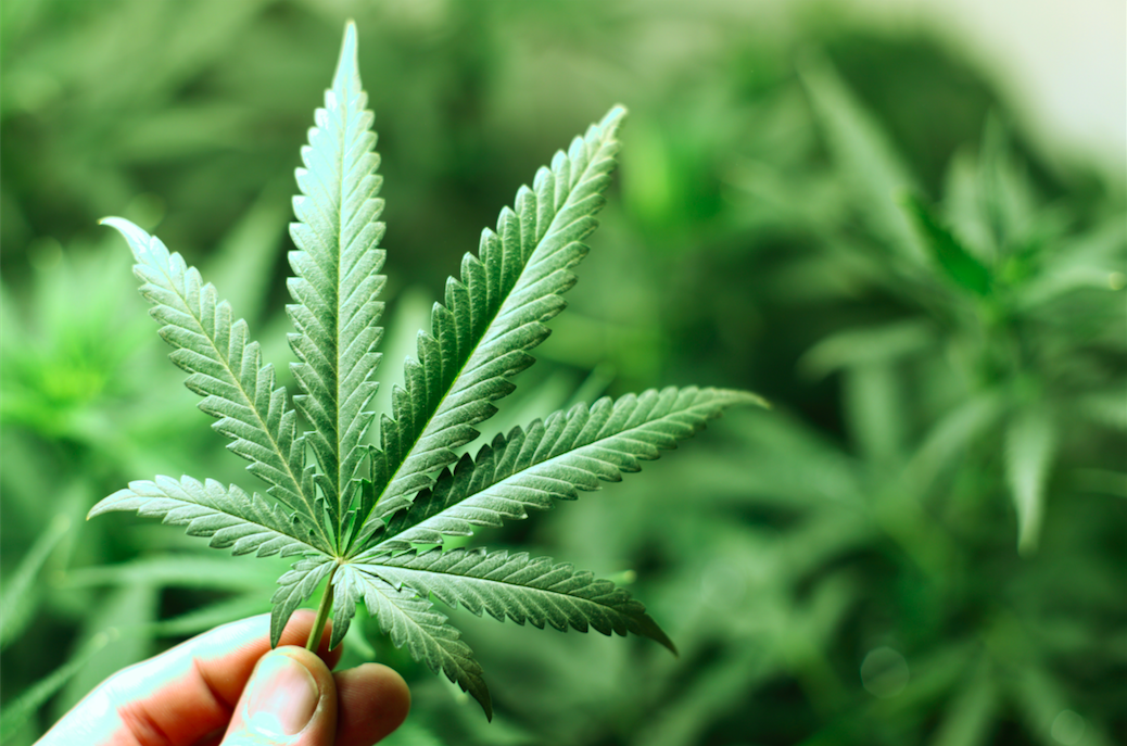 New West Genetics: Bringing Modern Plant Genetics to Cannabis and Hemp Producers
