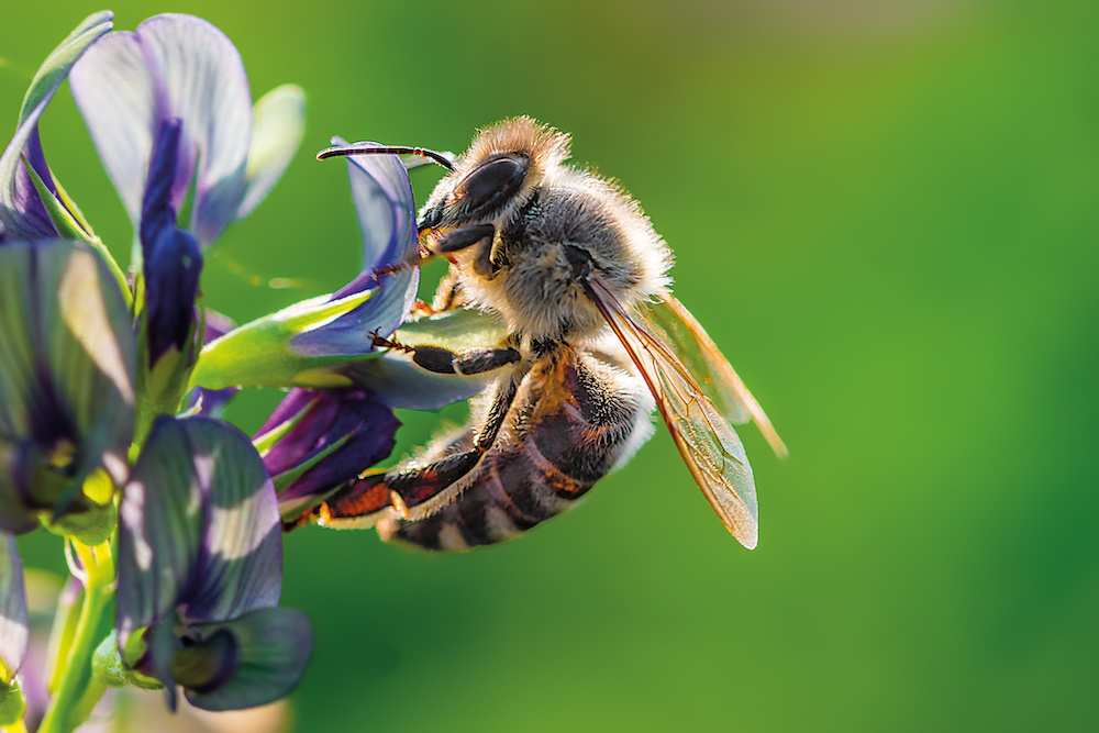 The Bee Corp.: Empowering Growers and Beekeepers with Big Data Insights into Beehive Health