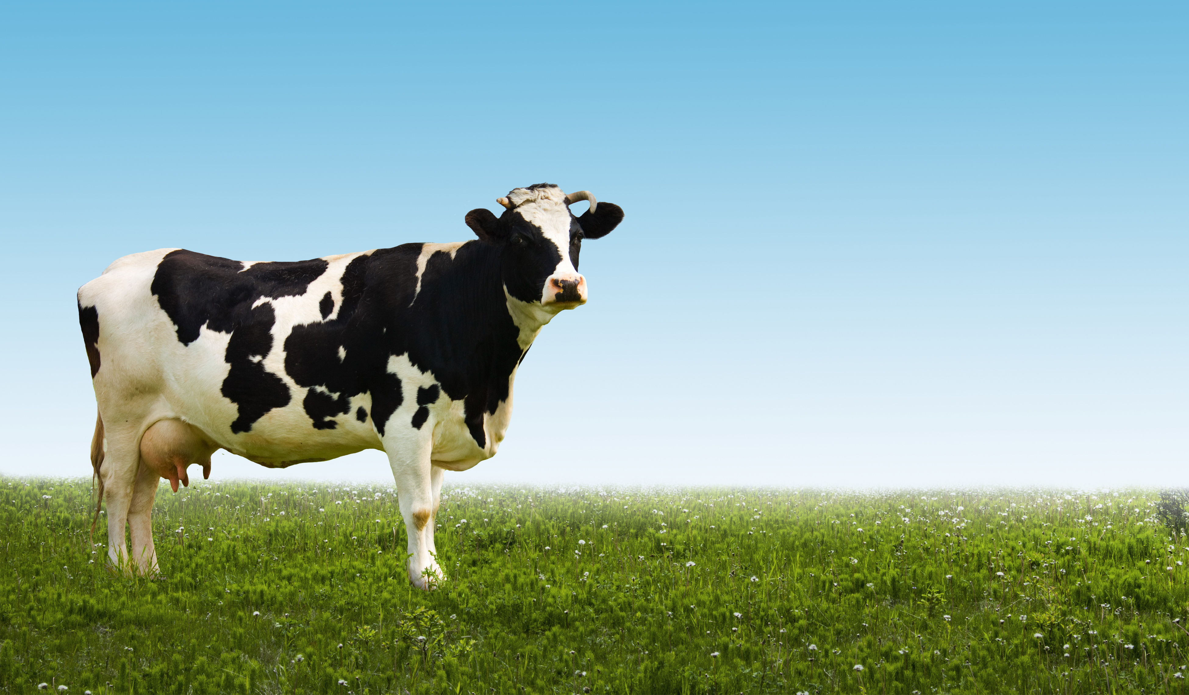 EIO Diagnostics: New Agtech Tools to Diagnose Udder Diseases in Dairy Animals Register