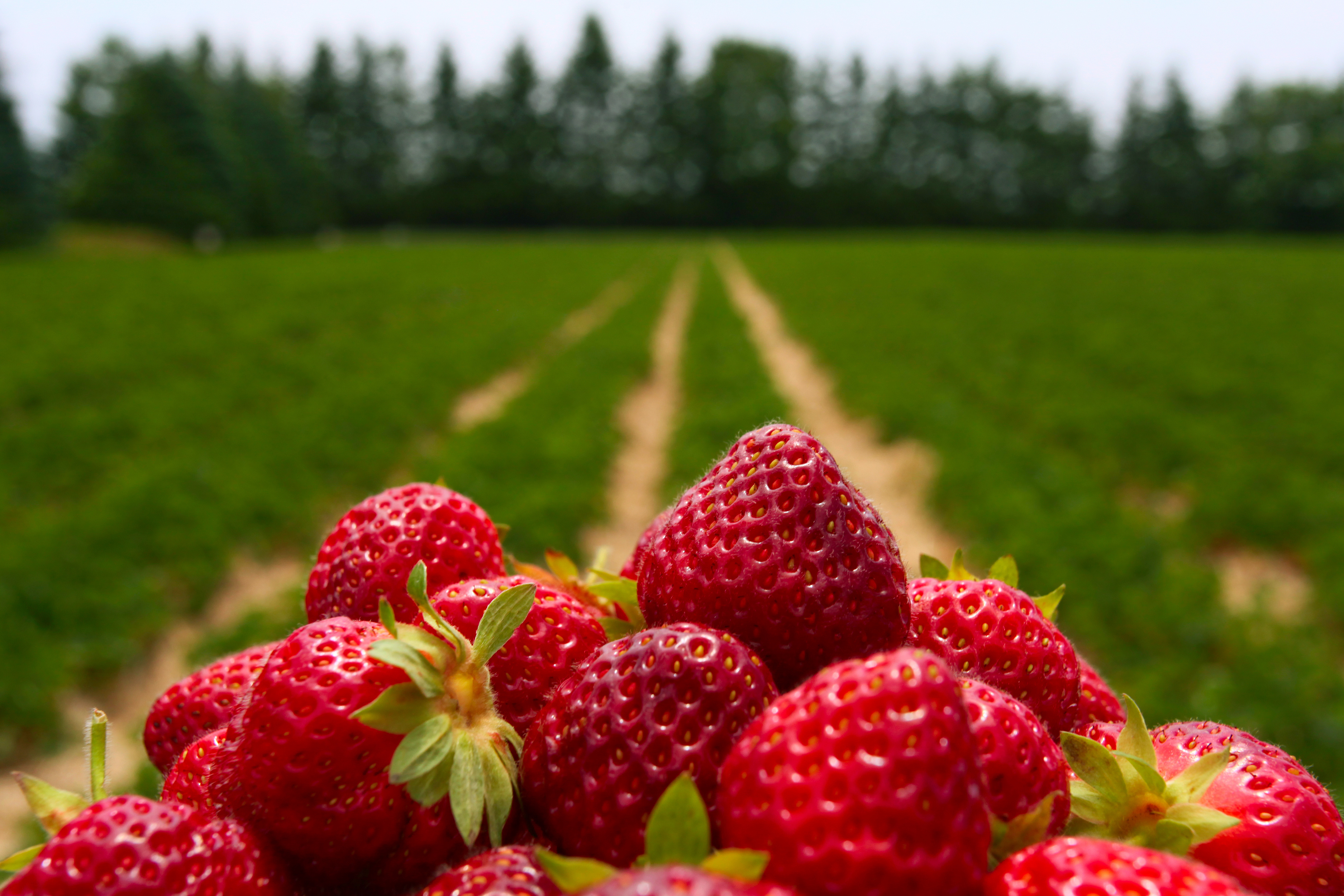 Agrobot: Automated Harvesting Robots Come to the Strawberry Field